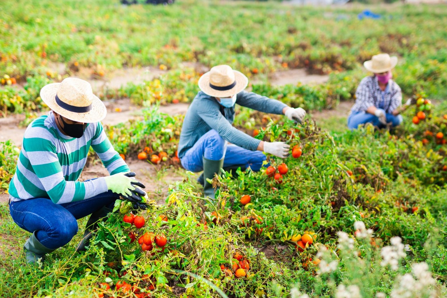 California Wage Lawsuit Yields Increase In Farmworker Pay Orange 